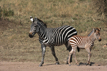 Fototapeta na wymiar Zebra i jej dziecko