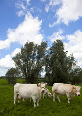 Fototapeta na wymiar dutch cow with blue sky and clouds