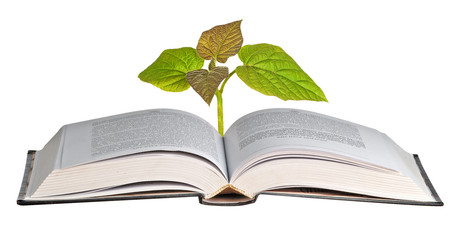sapling growing from open book