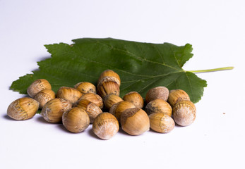 hazel nuts with leaves