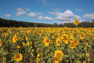 Obraz premium Поле подсолнечника