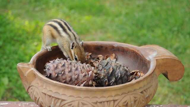Бурундук (chipmunk) в вазе с кедровыми шишками