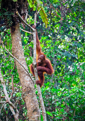 orangutang in rainforest