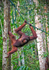 orangutang in action