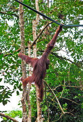 Fototapeta premium orangutang in action