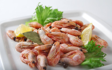 Coldwater shrimps