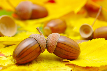 acorns