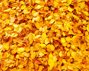 fallen autumn leaves