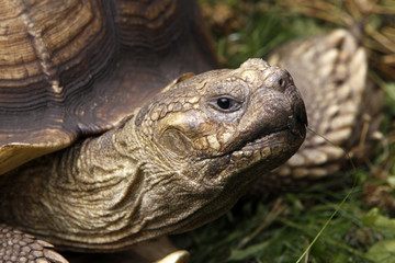 Spornschildkröte