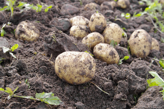 Freshly dug potatoes
