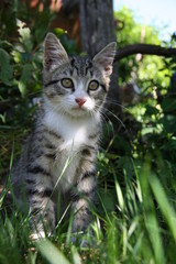 chaton dans l'herbe