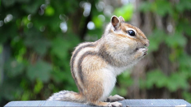 Бурундук (chipmunk) не может заталкнуть семечку в полный рот