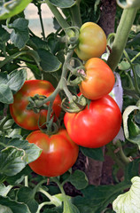 red tomatoes in plastic hothouse