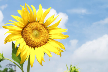 Naklejka premium Sunflower