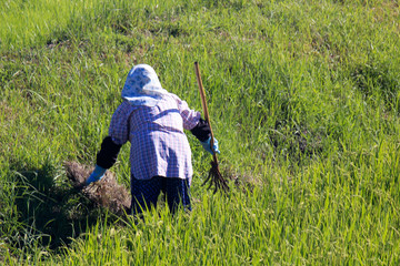 Agricultural work in Asia