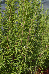 Obraz premium rosmarino