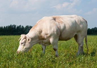 Grazing white cow
