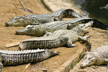 crocodiles