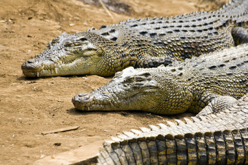 crocodiles
