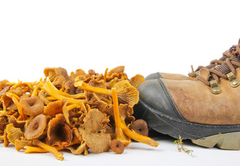 Funnel Chanterelle