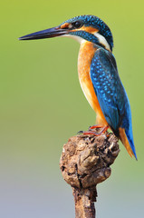 The Common Kingfisher (Alcedo atthis)
