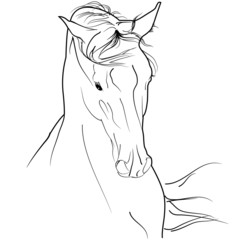 arab horse sketch