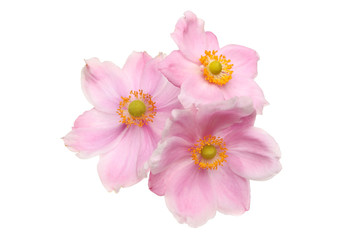 Three Anemone flowers