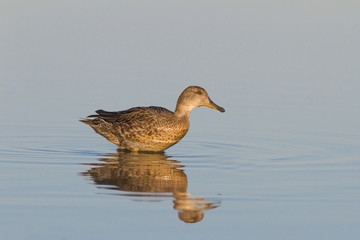 eurasian teal female on the lake (Anas crecca)
