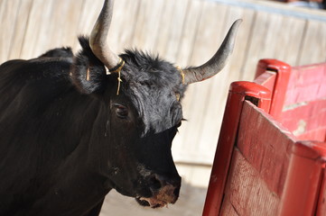 taureau dans l'arenne