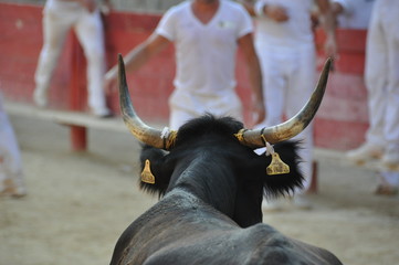 taureau de camargue