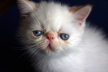 White persian kitten