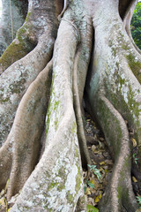 Tree Root of a really big tree