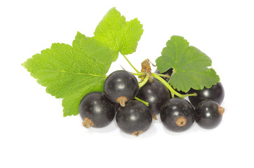 black currant