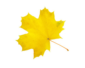 autumn maple leaf