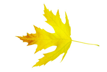 autumn maple leaf