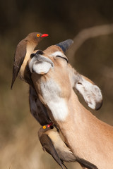 A young impala ram