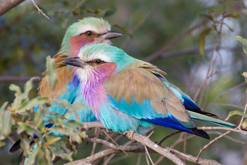 Two lilac-breasted rollers sitting next to each other