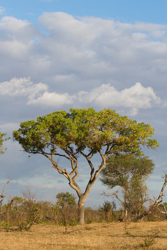 A large marula tree in south africa