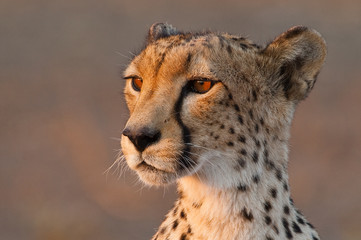 cheetah close up