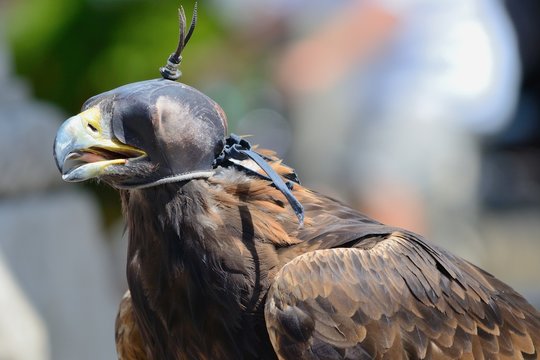 Rapace privato della vista