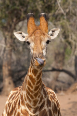Obraz na płótnie Canvas Giraffe tongue