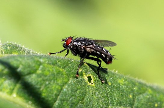 Common fly - macro shot