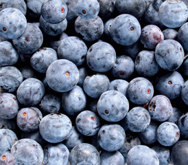 Fresh Blueberries