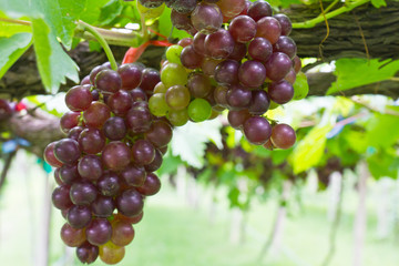 Red grape vine