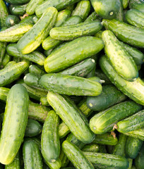 Pickling cucumbers or pickles on display