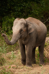 Fototapeta na wymiar Młody słoń.