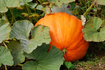 Giant pumpkin