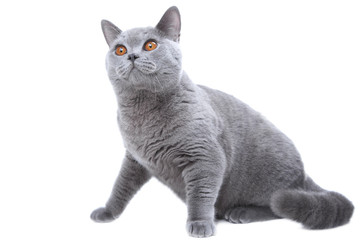 British blue cat sitting on isolated white