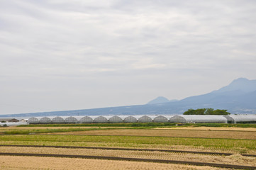 Fototapeta na wymiar Asparagus farming at Isahaya, Japan