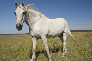 Fototapeta na wymiar Horse in nature